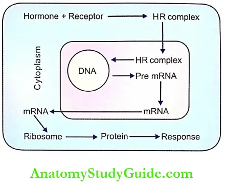 Hormones Notes Mode Of Action Of Steriod Hormones