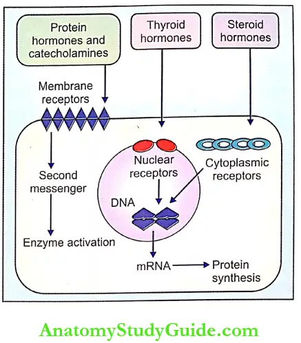 Hormones Notes Situation Of Hormonal Receptors