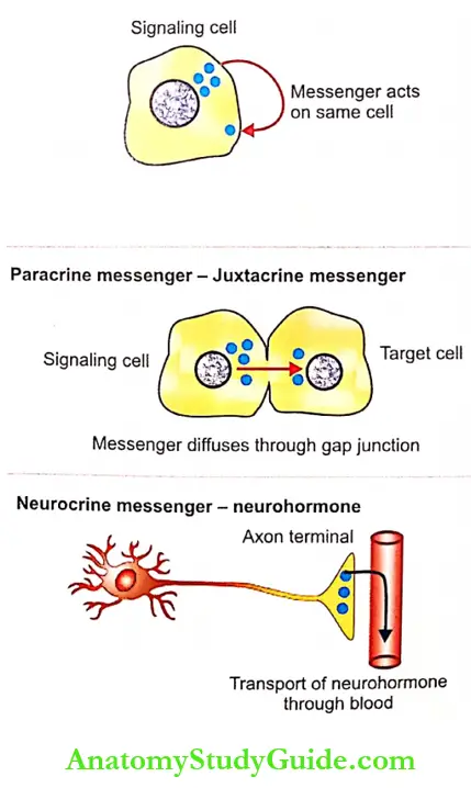 Introduction Of Endocrinology Notes Chemical Messengers 1