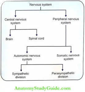 Divisions Of Nervous System Diagram - Anatomy Study Guide