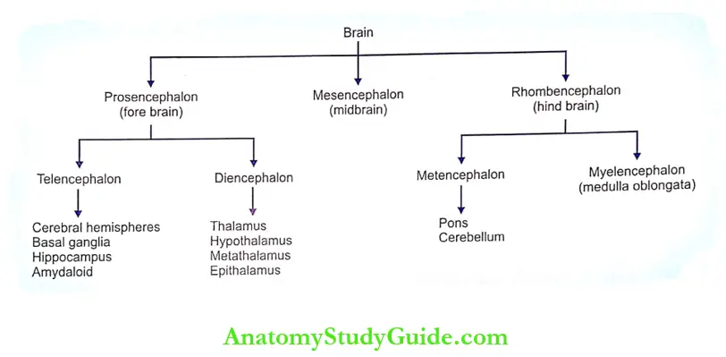 Introduction Of Nervous System Notes Parts Of Brain