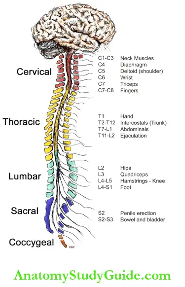 Divisions Of Nervous System Diagram - Anatomy Study Guide