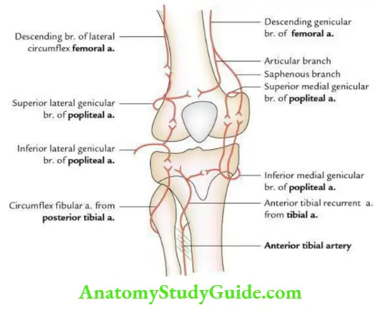 Joints of the lower limb Anastomosis around knee.