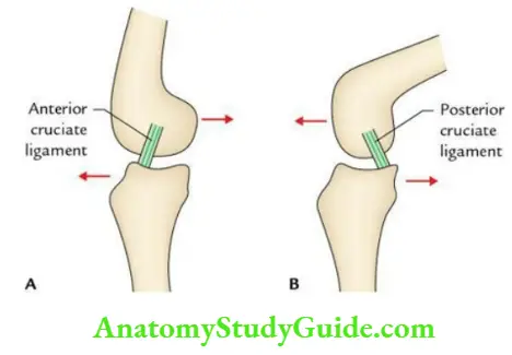Joints of the lower limb Attachments of the cruciate ligaments.