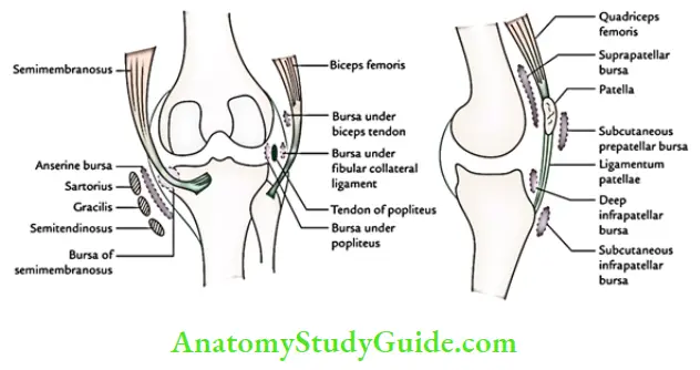 Joints of the lower limb Bursae around the knee joint..jpg