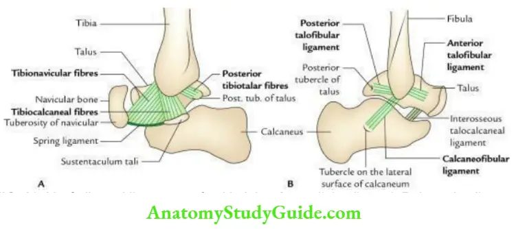 Joints Of The Lower Limb Question And Answers - Anatomy Study Guide