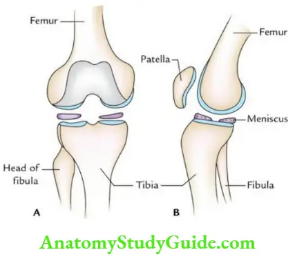 Joints of the lower limb Knee joint