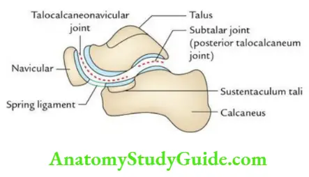 Joints of the lower limb Talocalcaneonavicular and subtalar joints.