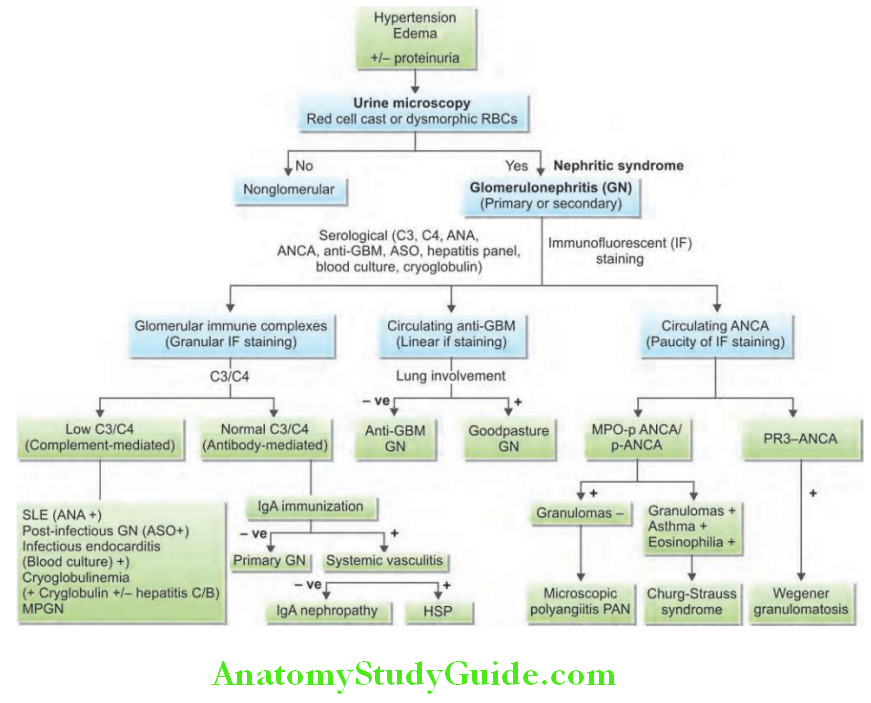 Kidney Algorithm of approach to the patient presenting with acute glomerulonephritis nephritic syndrome