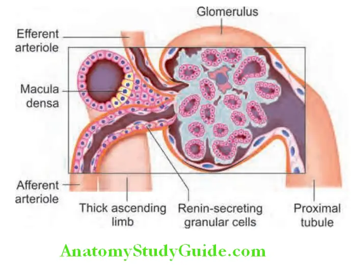 Kidney Diagrammatic representation of glomerulus and juxtaglomerular apparatus