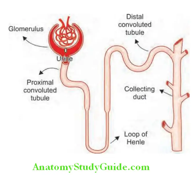 Kidney Diffrent components of the nephron