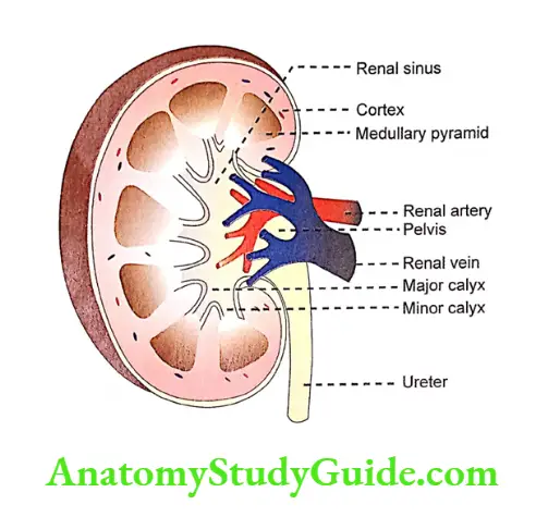 Kidney Longitudinal section of kidney