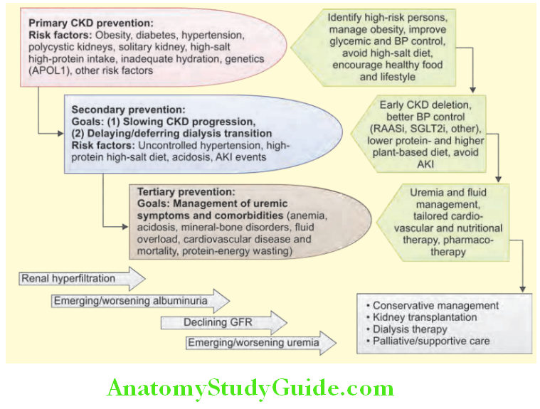 Kidney Management of Chronic Renal Failure
