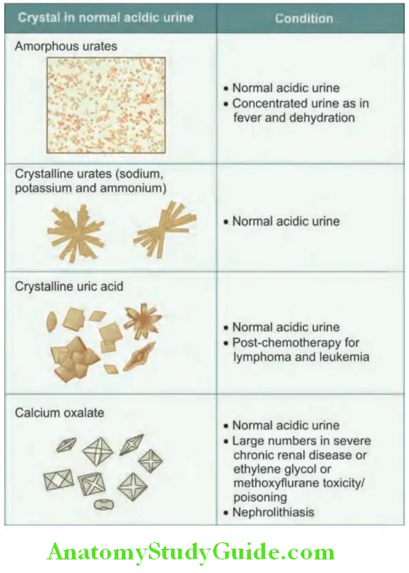 Kidney Normal crystals found in acidic urine