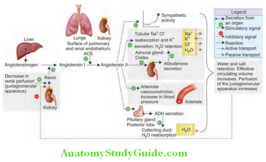 Kidney Renin-angiotensin-aldosterone system