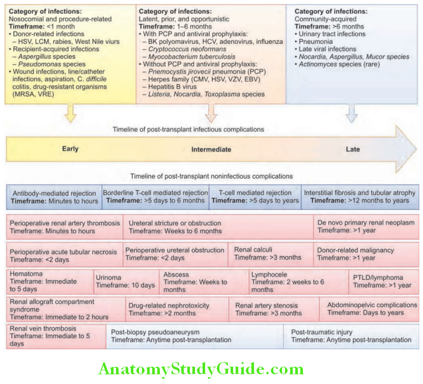 Kidney Summary of post-transplant infectious and noninfectious complications