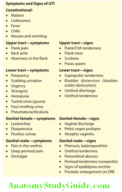 Kidney Symptoms and Signs of UTI