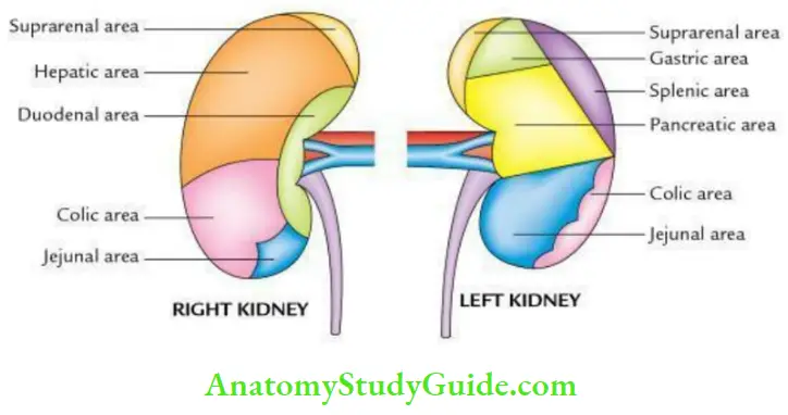 Kidney Ureter And Suprarenal Glands Anterior Relations Of The kidneys