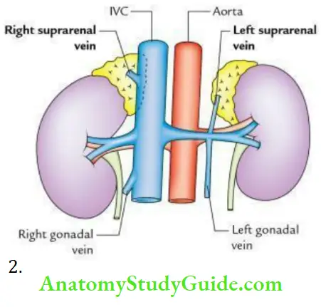 Kidney Ureter And Suprarenal Glands Blood Supply Suprarenal Gland Of Venous Drainage