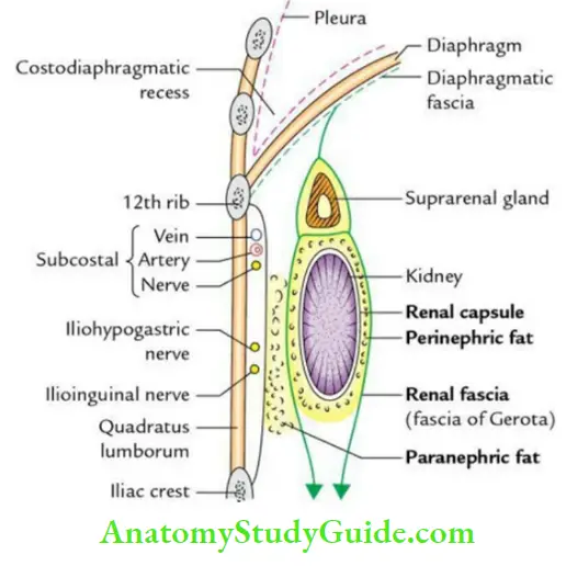 Kidney Ureter And Suprarenal Glands Capsules Of The Kidney