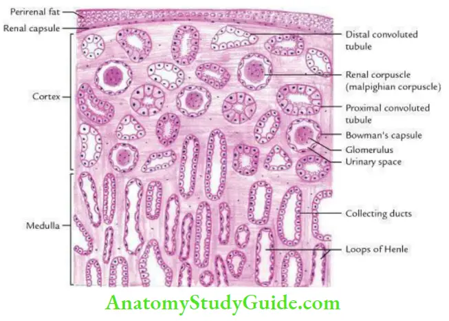 Kidney Ureter And Suprarenal Glands Histological Features Of The Kidney