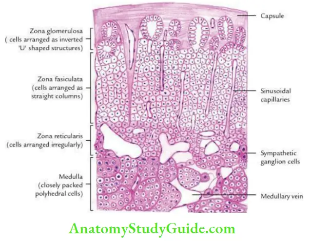 Kidney Ureter And Suprarenal Glands Histological Features Of The Suprarenal Gland