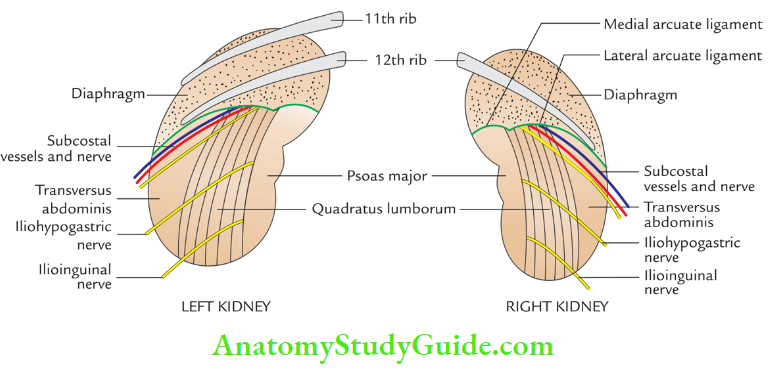 Kidney Ureter And Suprarenal Glands Posterior Relations Of the Kidneys