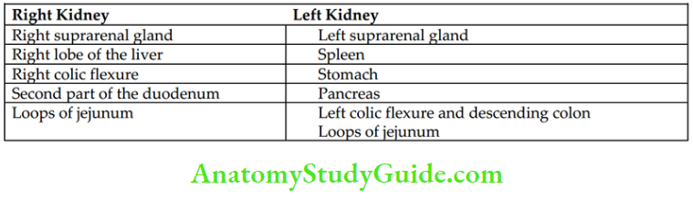 Kidney Ureter And Suprarenal Glands Right Kidney And Left kidney