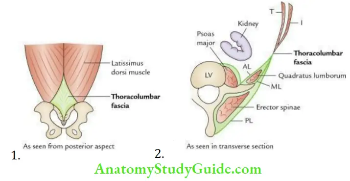 Kidney Ureter And Suprarenal Glands Thoracolumbar Fascia