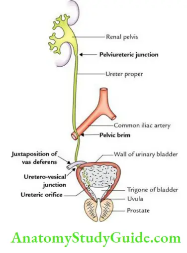 Kidney Ureter And Suprarenal Glands Ureteric Constructions