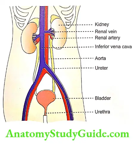 Kidney urinary system