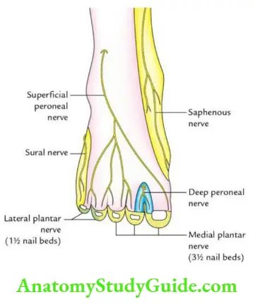Leg and foot Cutaneous (sensory) innervation of the dorsum of the foot.