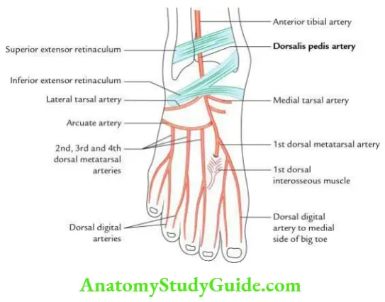 Anterior Compartment Of The Leg And Foot Question And Answers - Anatomy ...