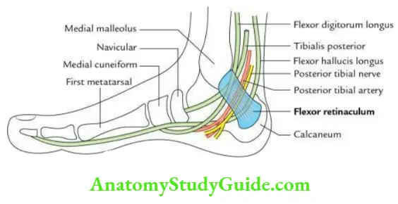 Leg and foot Flexor retinaculum of the ankle.
