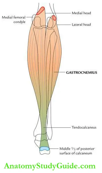 Leg and foot Gastrocnemius muscle.
