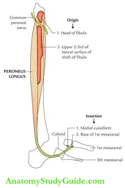 Leg and foot Origin and insertion of peroneus longus