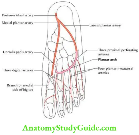 Anterior Compartment Of The Leg And Foot Question And Answers - Anatomy ...