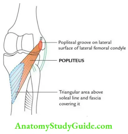 Leg and foot Popliteus muscle