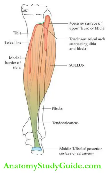 Leg and foot Soleus muscle.