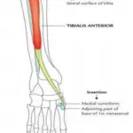 Leg and foot Tibialis anterior muscle
