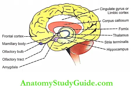 Limbic System Physiology Notes - Anatomy Study Guide