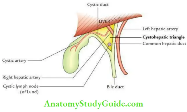Liver And Extrahepatic Biliary Apparatus Cystohepatic Triangle