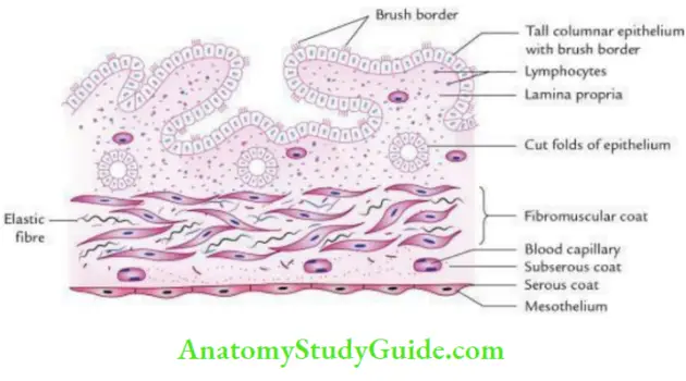 Liver And Cystohepatic Triangle Of Calot Question And Answers - Anatomy 