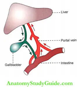 Liver and Gallbladder Functions Properties Physiology Notes - Anatomy ...