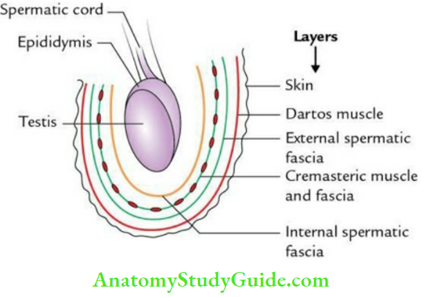 Male External Genital Organs Contents And Layers Of The Scrotum