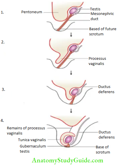 Male External Genital Organs Decents Of The Testis