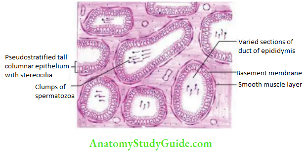 Male External Genital Organs Histological Features Of The Epididymis
