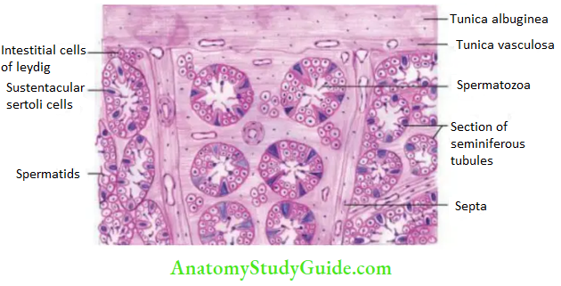 Male External Genital Organs Microscopic Structure