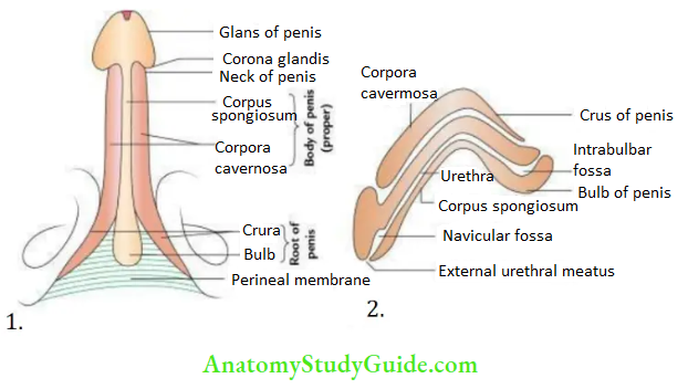 Male External Genital Organs Peinsc