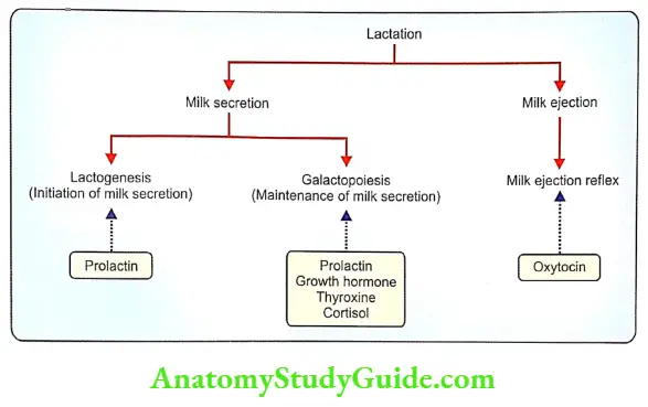 Mammary glands and lactation Process of lactation and role of hormons